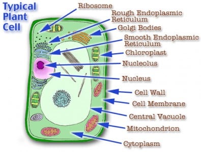 10 Amazing Facts About Plant Cells | Tutor Pace