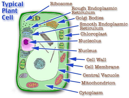 10 Amazing Facts About Plant Cells Tutor Pace