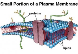 What Is The Function Of The Plasma Membrane? | Tutor Pace