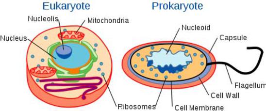 cell-biology~prokaryotic-cell-parts-functions