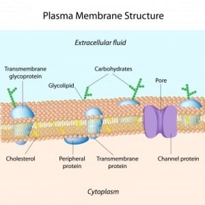 function of plasma membrane | Tutor Pace