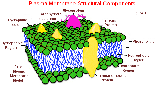 plasma-membrane-structure