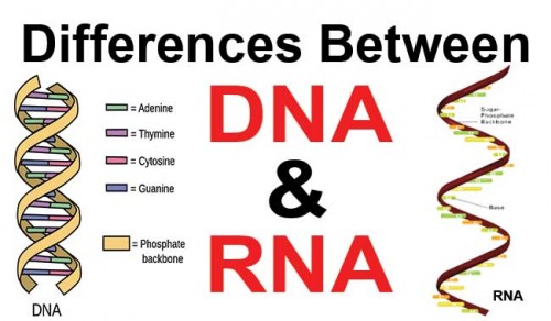 Difference Between DNA And RNA–A Concept To Learn Via A Biology Tutor ...